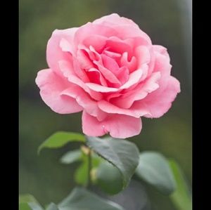 Meet your Posher, Emmanuel